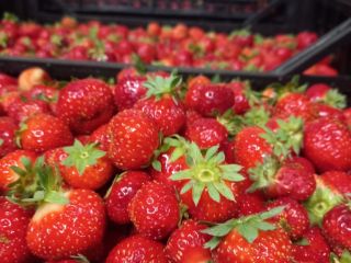 I will sell Polish strawberries. Wholesale quantities. Elsanta variety.