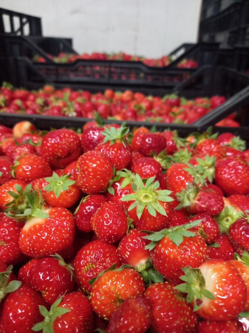 I will sell Polish strawberries