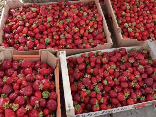 We will sell the ripe strawberry San Andreas in