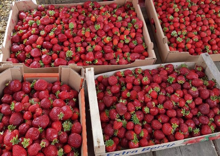 We will sell the ripe strawberry San Andreas in bulk