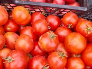 I will sell ground and tunnel tomatoes, price: PLN