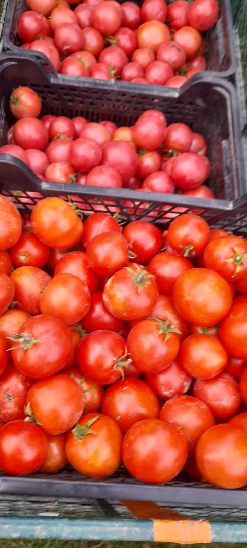 I will sell ground and tunnel tomatoes, price: PLN 3 per kg