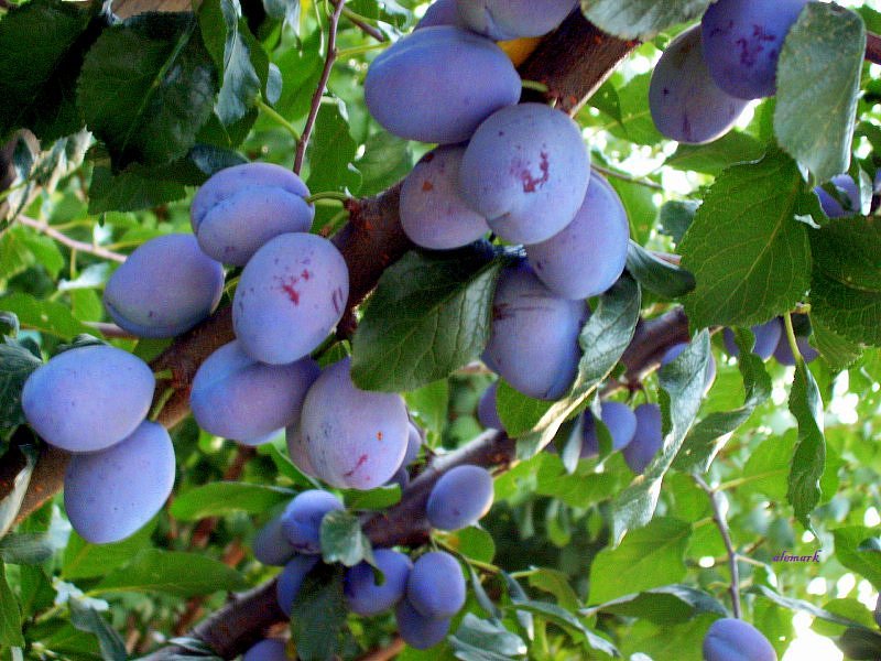 I will sell a plum