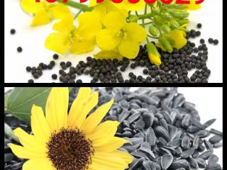 I am selling a large quantity of rapeseed, a
