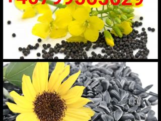 I am selling a large quantity of rapeseed (and