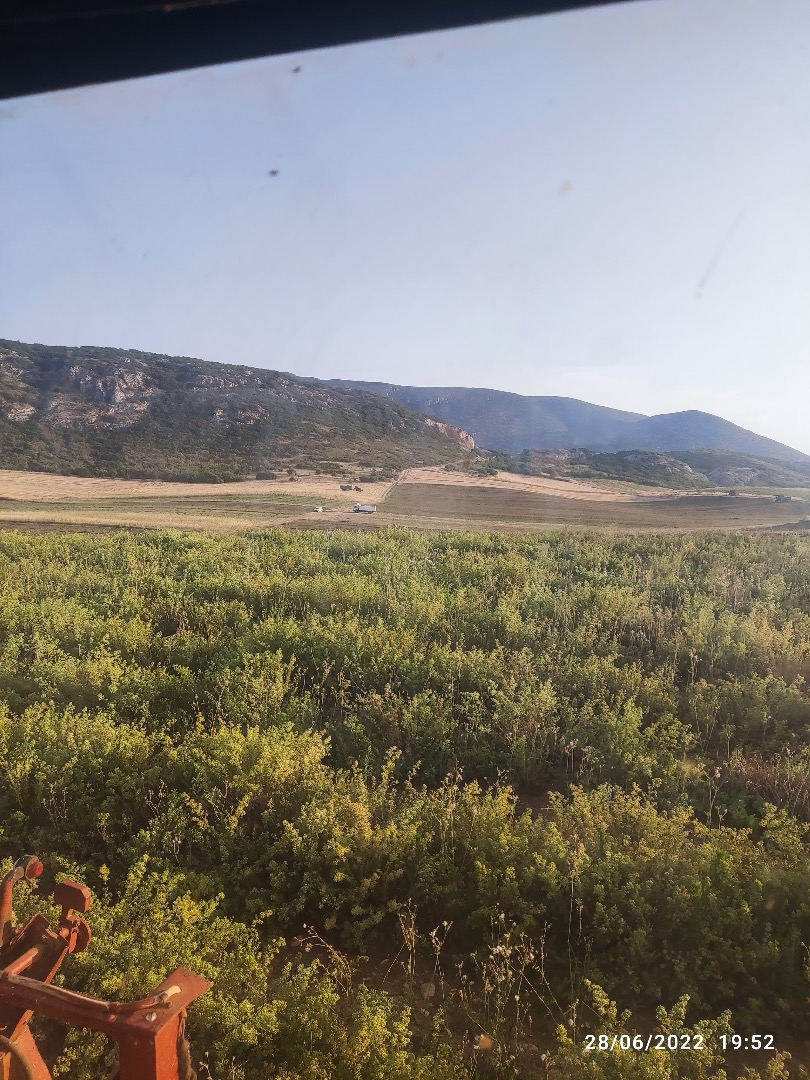 Sale of oregano in big bag produced in Neo Perivoli Larissa, Greece