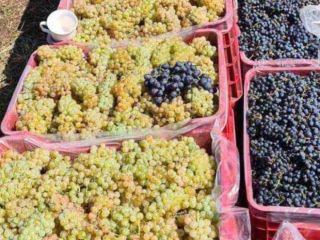 Grapes for wine from Vrancea vineyards free delivery to