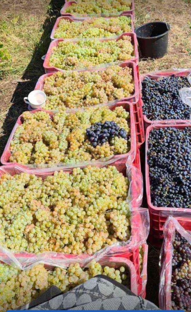 Grapes for wine from Vrancea vineyards free delivery to your home more details on