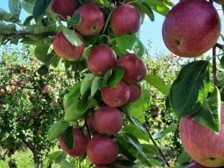 in the period we have apples "Glory to the