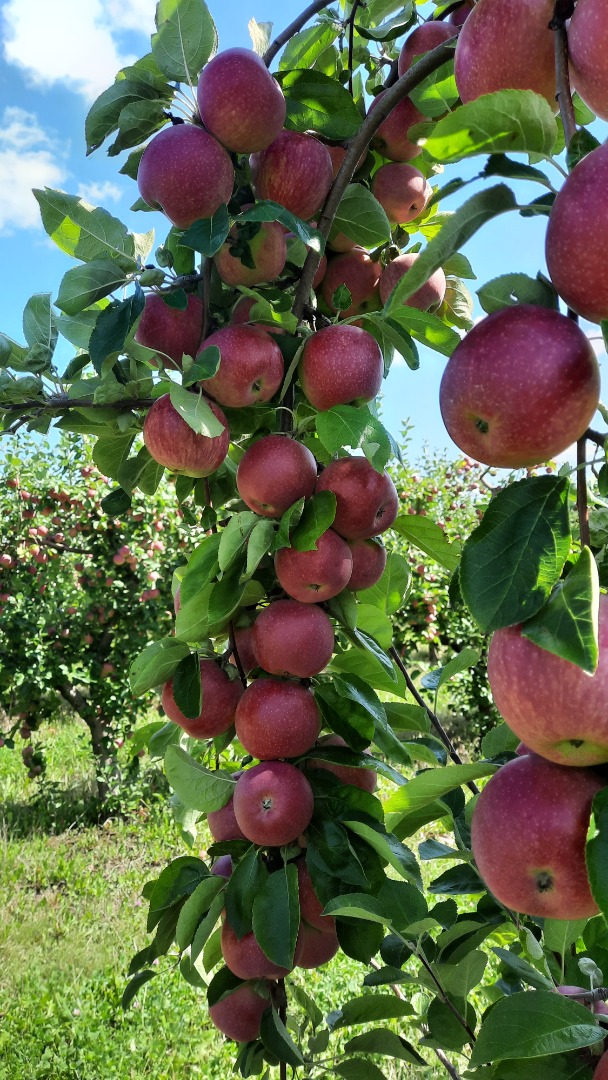 in the period we have apples "Glory to the victor" 60 t