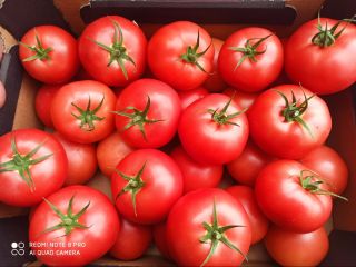 I will sell raspberry tomatoes size 2b and 3b,