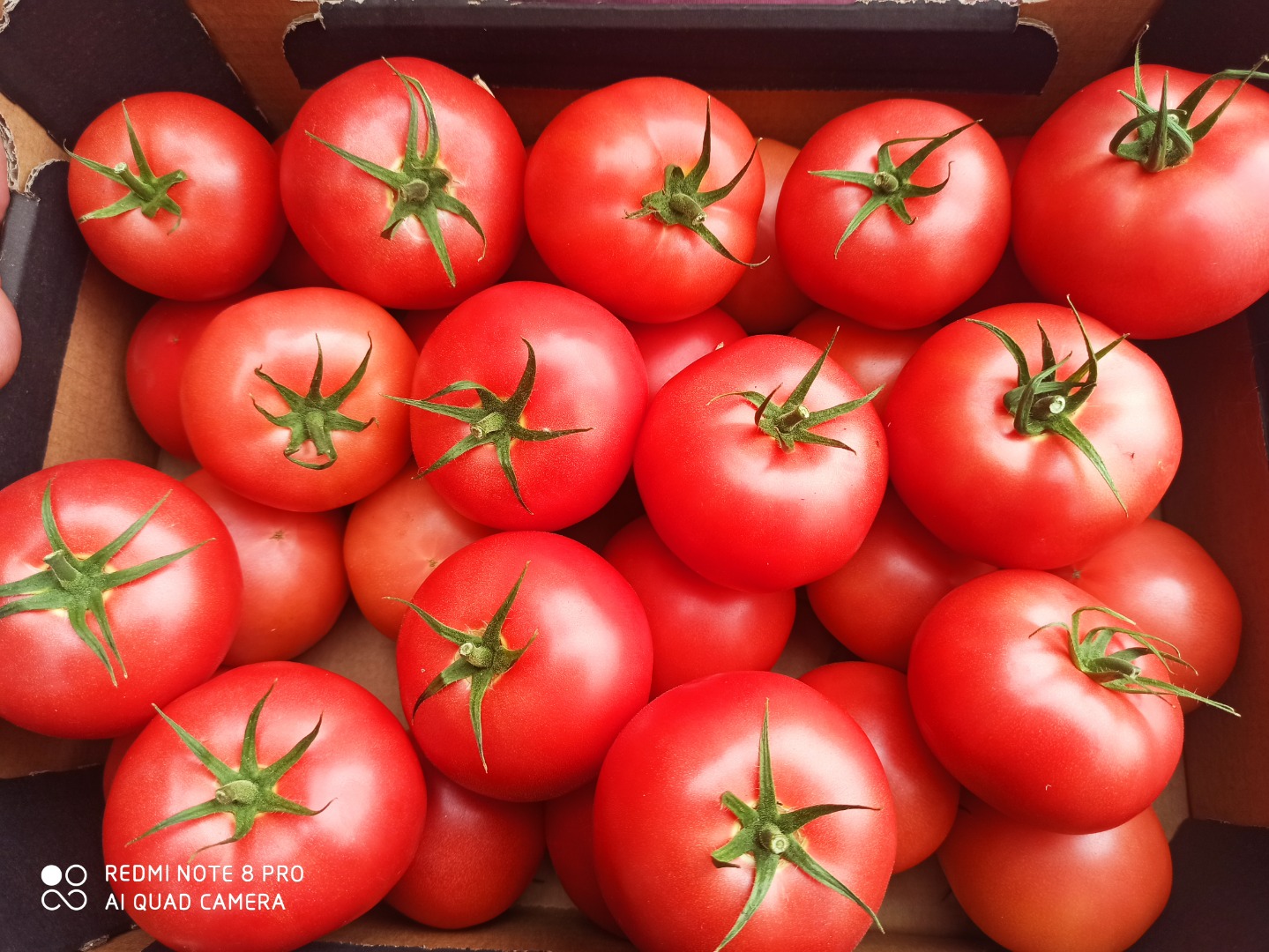 I will sell raspberry tomatoes size 2b and 3b, the number of trucks, delivery to the entire European Union, Bulgaria, Romania, Greece