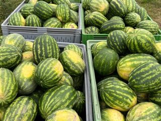 Very tasty watermelon from its own plantation. Large amounts