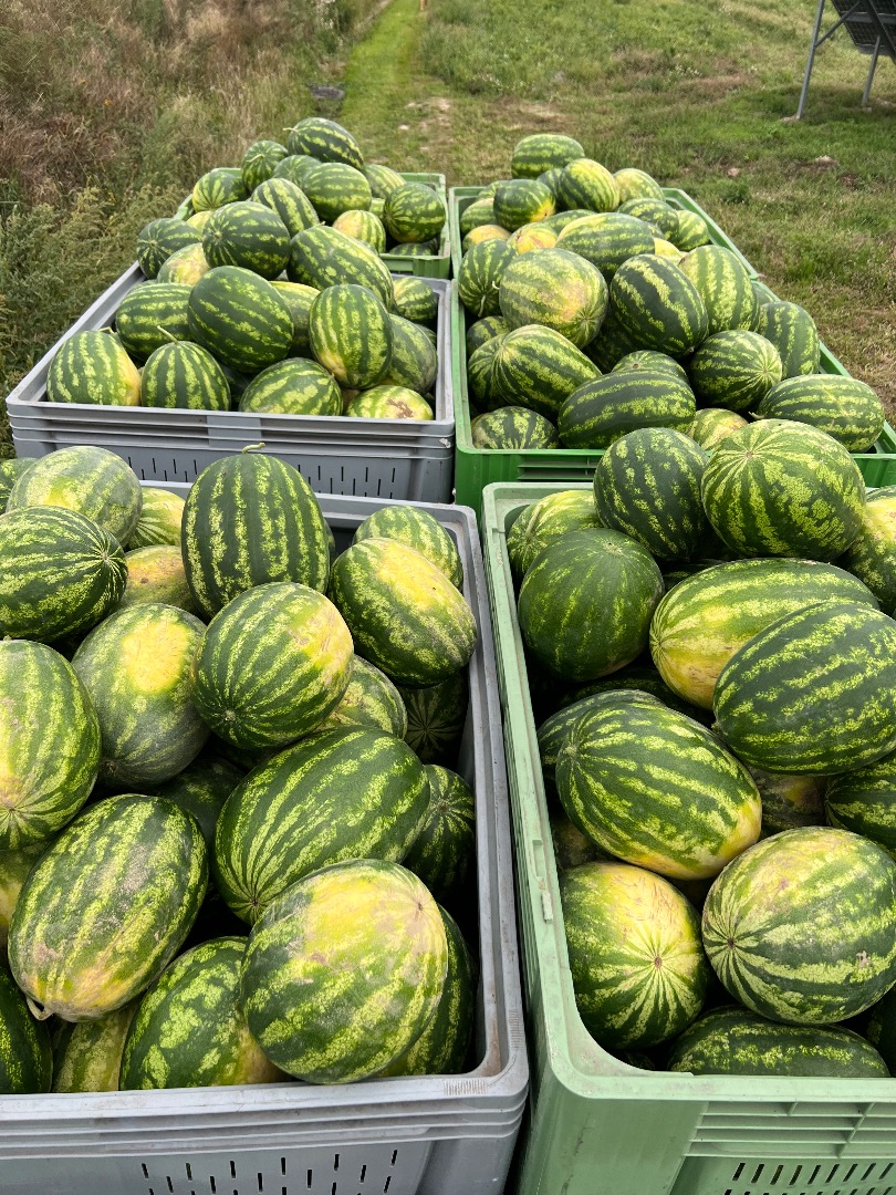 Very tasty watermelon from its own plantation