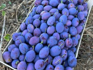 I Sell Stanley Plums .