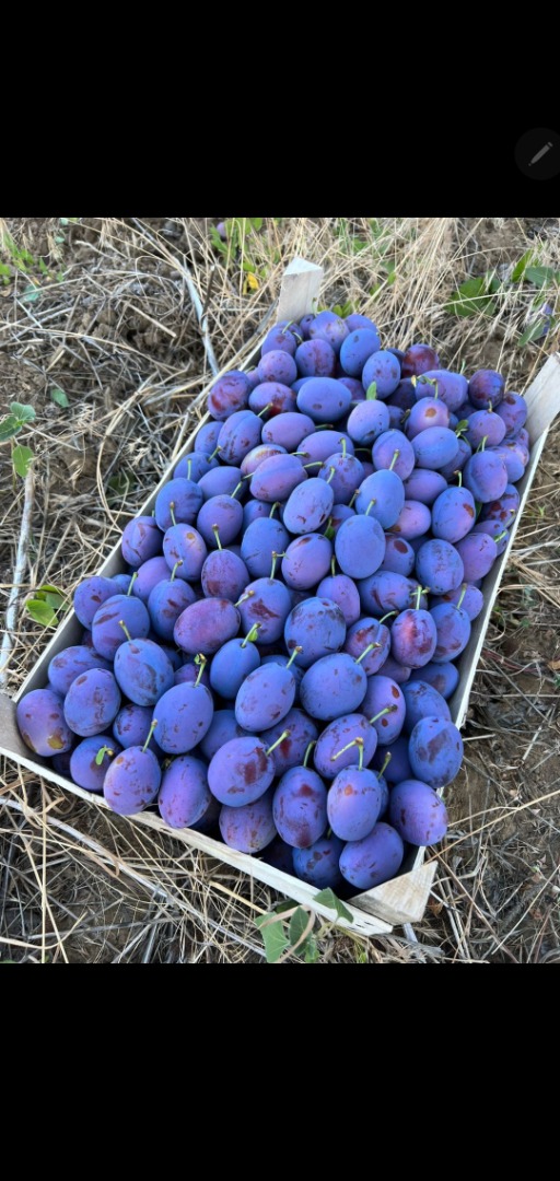 I Sell Stanley Plums