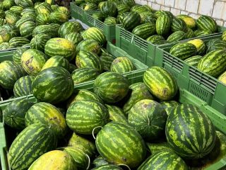 I will sell a watermelon variety MELIA.