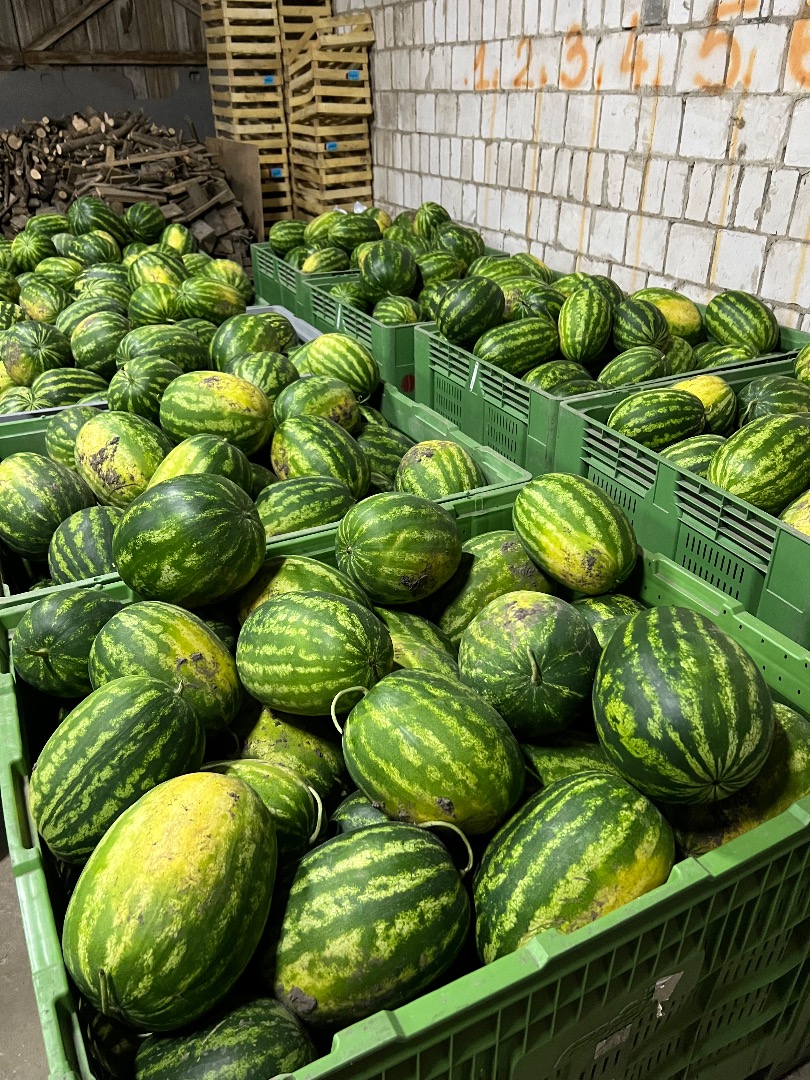 I will sell a watermelon variety MELIA