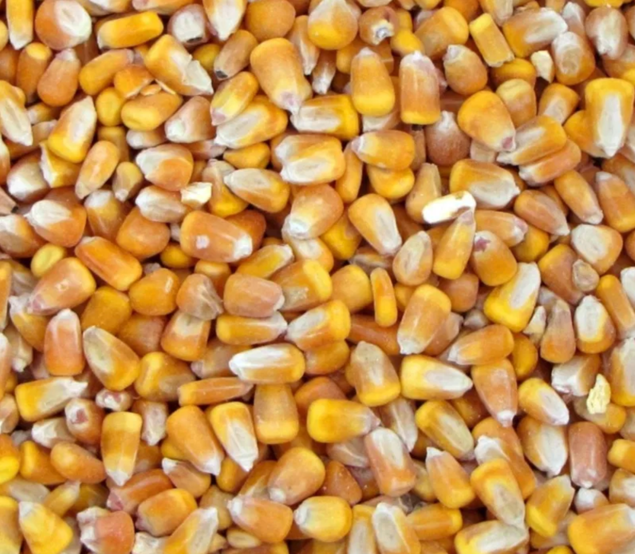 Dry CORN (up to 14%), GMO-free, big bags of 1 ton or 800 kg - single delivery of 22 tons (or multiples...44, 66, 88, etc.) Price PLN 1379/t applies to delivery