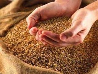 Drogi potencjalnym kliencie, jesteśmy najlepszymi producentami i dostawcami ziarna