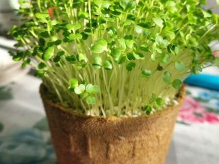 We produce sprouts and broccoli microflora in trays /