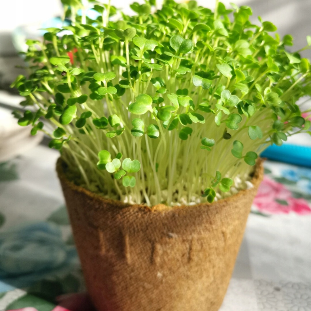 We produce sprouts and broccoli microflora in trays / pots