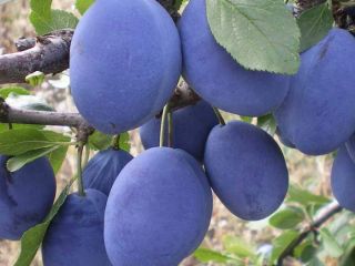 I will sell tophit in the town of Szydłów