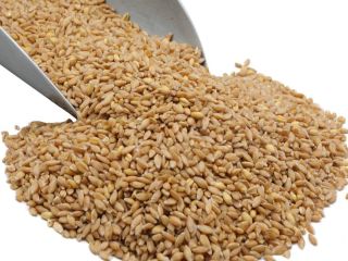 Ideal for baking bread, our Hard White Spring Wheat