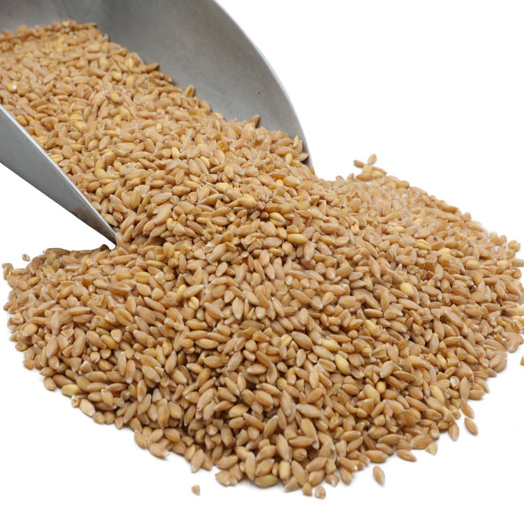 Ideal for baking bread, our Hard White Spring Wheat from Wheat Montana can also be cooked and added to soups or even chili, adding a nutty flavor to what you