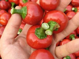 Cherry cherry pepper. High quality. Wholesale quantities. Feel free