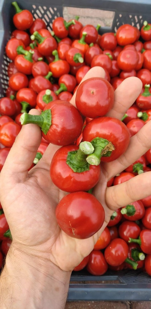 Cherry cherry pepper