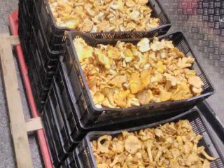 I sell wild mushrooms: chanterelles, boletus, black truffles and