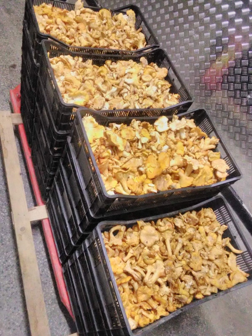 I sell wild mushrooms: chanterelles, boletus, black truffles and others