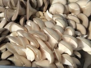 Sell cultivated mushrooms oyster mushrooms. Mushrooms are grown in