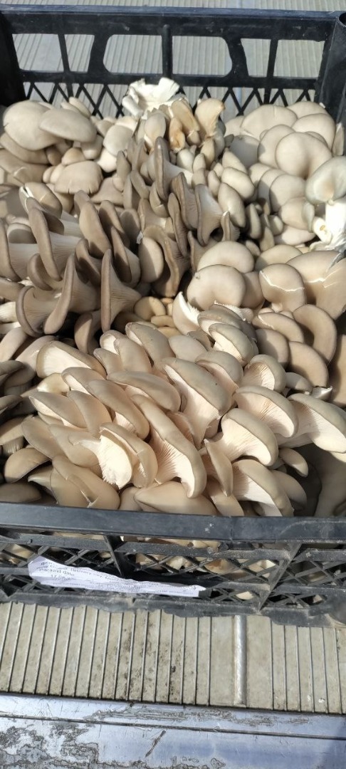 Sell cultivated mushrooms oyster mushrooms