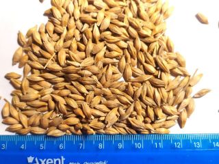 We offer you malting barley (high quality), of our