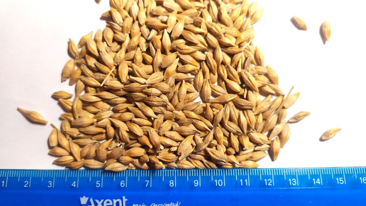 We offer you malting barley (high quality), of our own production
