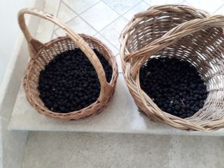 Blackberries harvested in the mountains in the Vallepietra area