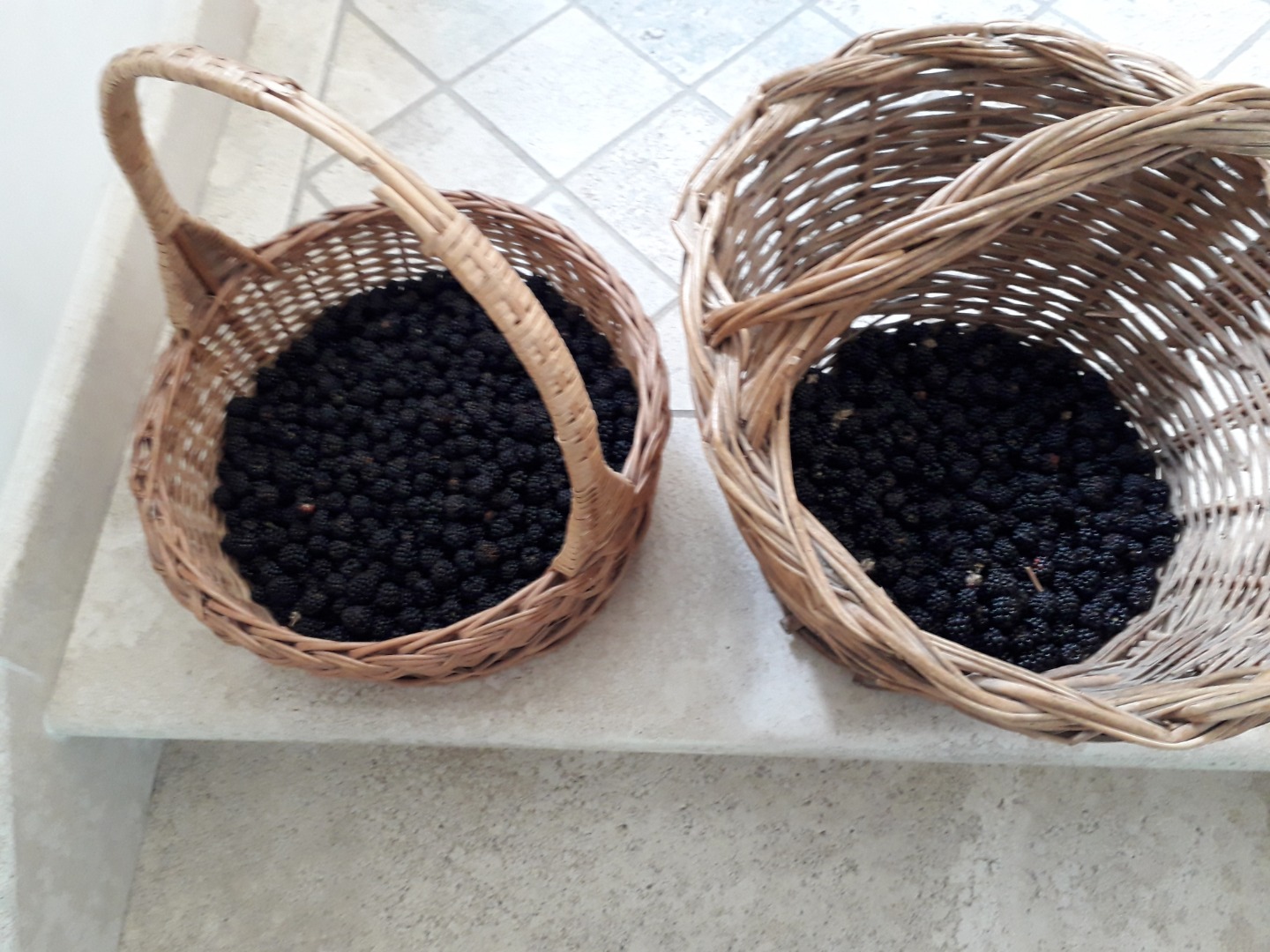 Blackberries harvested in the mountains in the Vallepietra area (RM), completely immersed in nature