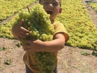 Quality grapes. The plantation was located 15 km from