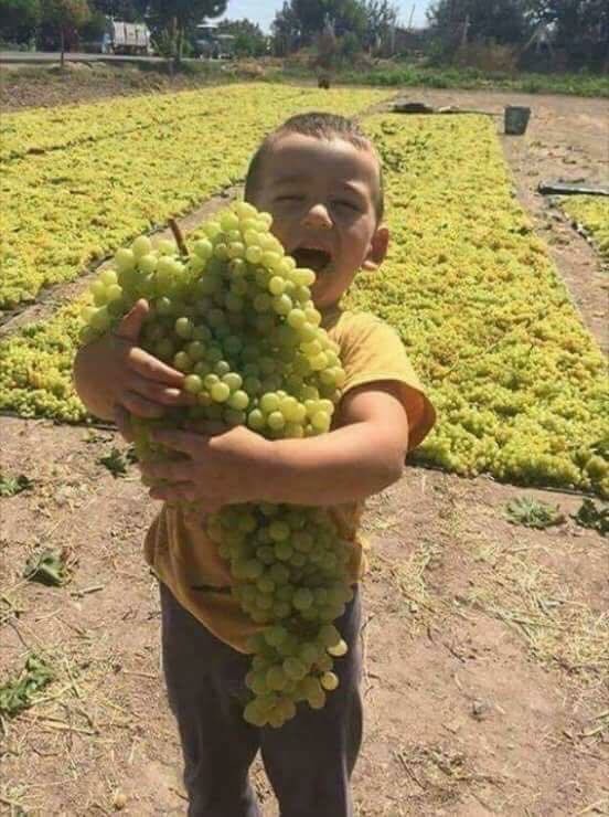 Quality grapes