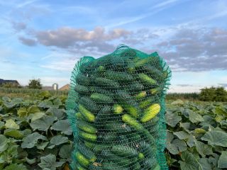 I will sell cucumbers, Octopus variety. About 1500 kg