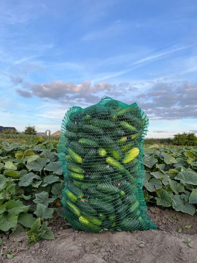 I will sell cucumbers, Octopus variety