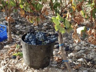 SELLING GRAPES, TEMPRANILLO, to make wine, VIÑEDO DO ARLANZA.