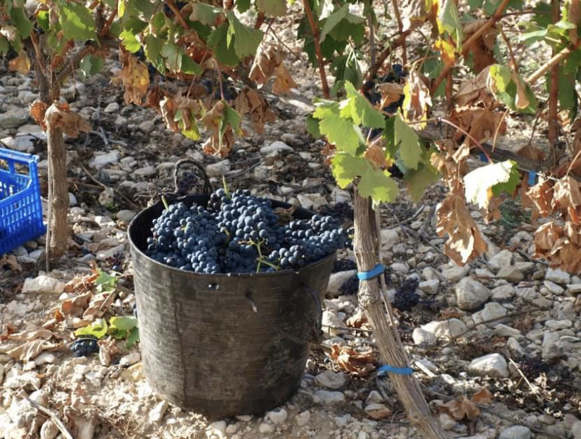 SELLING GRAPES, TEMPRANILLO, to make wine, VIÑEDO DO ARLANZA