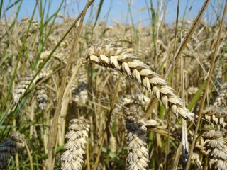We can provide 5000 t of Best Ukrainian Wheat