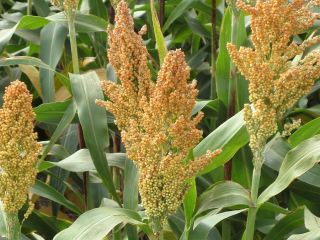 Production of the 2021 harvest - sorghum - 330