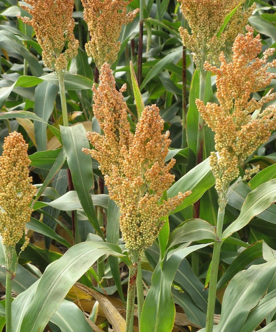 Production of the 2021 harvest - sorghum - 330 tons Quality according to standards