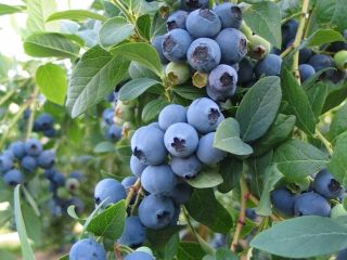 I will sell fresh blueberries