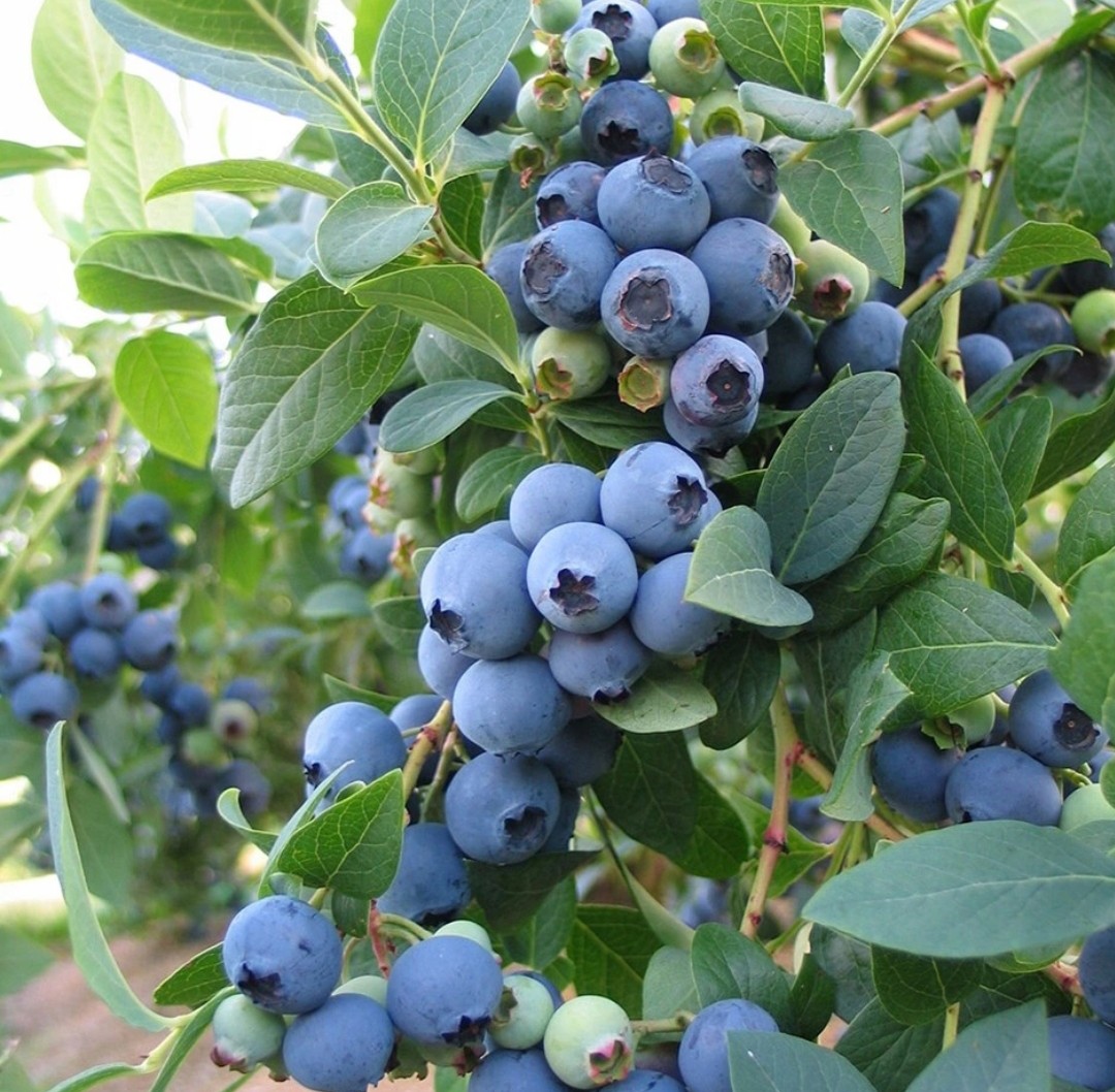 I will sell fresh blueberries